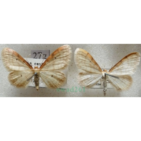 Idaea humiliata (Hufnagel, 1767) pair Krocznik pokorniak Czech27g